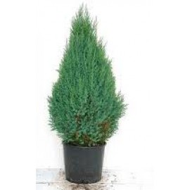 Можжевельник китайский стрикта